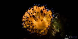 Nudibranch taken with a snoot by Lionel Lim 